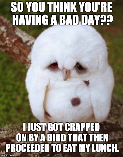 Bad Day Bird | SO YOU THINK YOU'RE HAVING A BAD DAY?? I JUST GOT CRAPPED ON BY A BIRD THAT THEN PROCEEDED TO EAT MY LUNCH. | image tagged in bad day bird | made w/ Imgflip meme maker