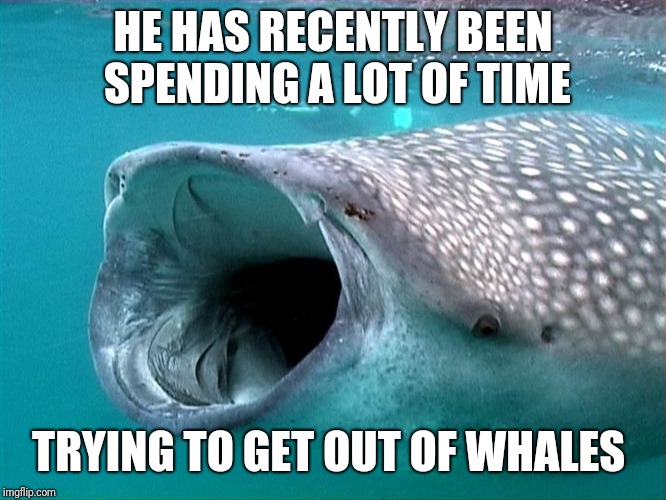 whale shark | HE HAS RECENTLY BEEN SPENDING A LOT OF TIME TRYING TO GET OUT OF WHALES | image tagged in whale shark | made w/ Imgflip meme maker