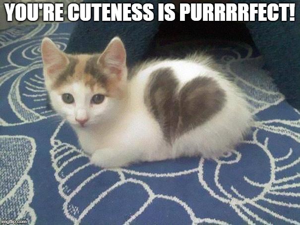 cute cat heart | YOU'RE CUTENESS IS PURRRRFECT! | image tagged in cute cat heart | made w/ Imgflip meme maker