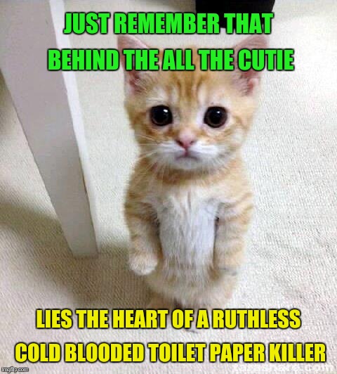 Cute Cat | JUST REMEMBER THAT BEHIND THE ALL THE CUTIE; LIES THE HEART OF A RUTHLESS COLD BLOODED TOILET PAPER KILLER | image tagged in memes,cute cat | made w/ Imgflip meme maker
