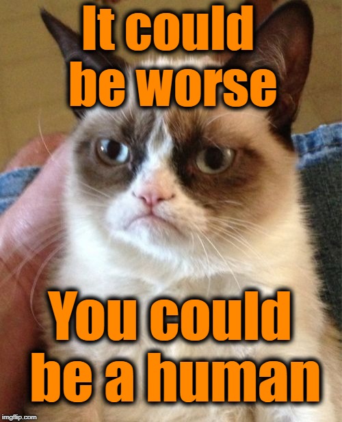 Grumpy Cat Meme | It could be worse You could be a human | image tagged in memes,grumpy cat | made w/ Imgflip meme maker