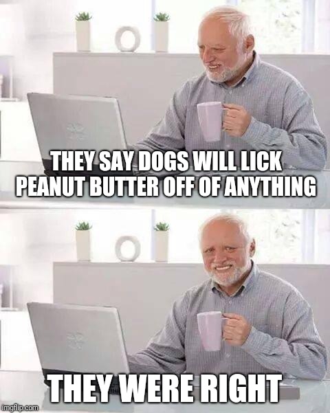 Hide the Pain Harold | THEY SAY DOGS WILL LICK PEANUT BUTTER OFF OF ANYTHING; THEY WERE RIGHT | image tagged in memes,hide the pain harold | made w/ Imgflip meme maker