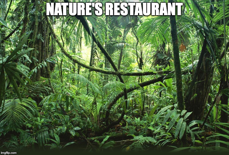 Jungle | NATURE'S RESTAURANT | image tagged in jungle | made w/ Imgflip meme maker