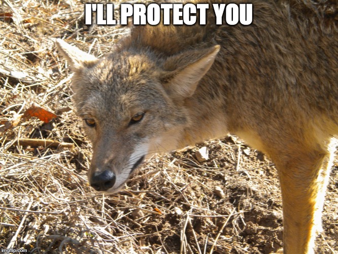 Coyote | I'LL PROTECT YOU | image tagged in coyote | made w/ Imgflip meme maker