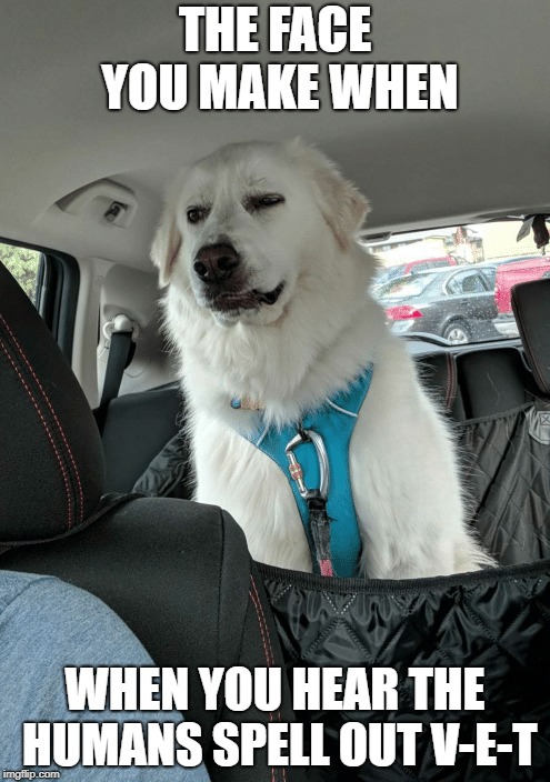 THE FACE YOU MAKE WHEN; WHEN YOU HEAR THE HUMANS SPELL OUT V-E-T | image tagged in smirking dog | made w/ Imgflip meme maker