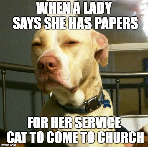 Suspicious Dog | WHEN A LADY SAYS SHE HAS PAPERS; FOR HER SERVICE CAT TO COME TO CHURCH | image tagged in suspicious dog | made w/ Imgflip meme maker