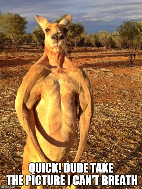 Buff Kangaroo | QUICK! DUDE TAKE THE PICTURE I CAN'T BREATH | image tagged in buff kangaroo | made w/ Imgflip meme maker