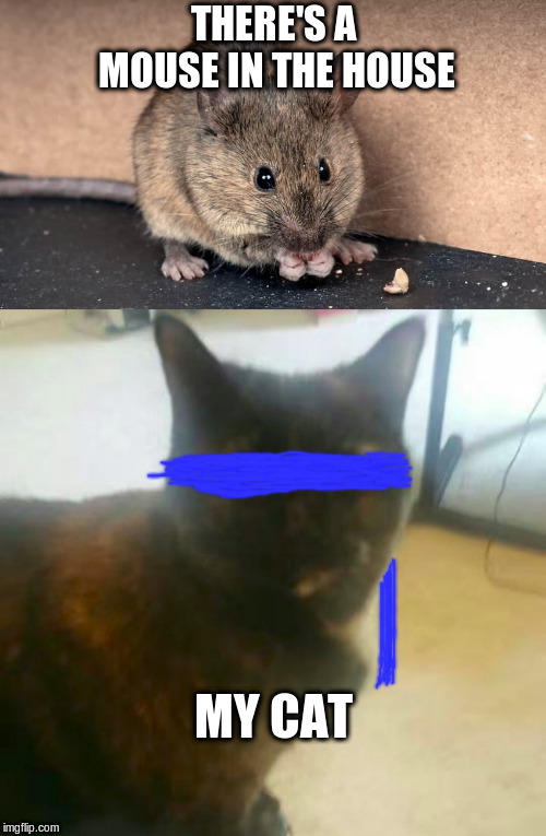THERE'S A MOUSE IN THE HOUSE; MY CAT | image tagged in birdbox,mouse,cats | made w/ Imgflip meme maker