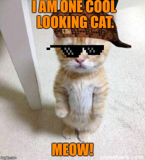 "I am one cool looking cat!" | I AM ONE COOL LOOKING CAT. MEOW! | image tagged in memes,cute cat,cool | made w/ Imgflip meme maker