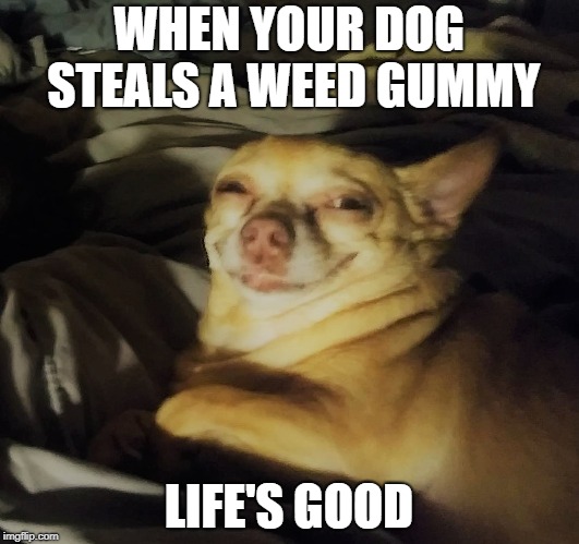 WHEN YOUR DOG STEALS A WEED GUMMY; LIFE'S GOOD | made w/ Imgflip meme maker