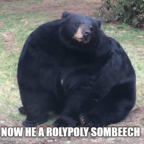 Dis bear round AF | NOW HE A ROLYPOLY SOMBEECH | image tagged in circle,bear,order the salad | made w/ Imgflip meme maker
