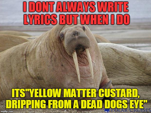 Walrus | I DONT ALWAYS WRITE LYRICS BUT WHEN I DO ITS"YELLOW MATTER CUSTARD, DRIPPING FROM A DEAD DOGS EYE" | image tagged in walrus | made w/ Imgflip meme maker