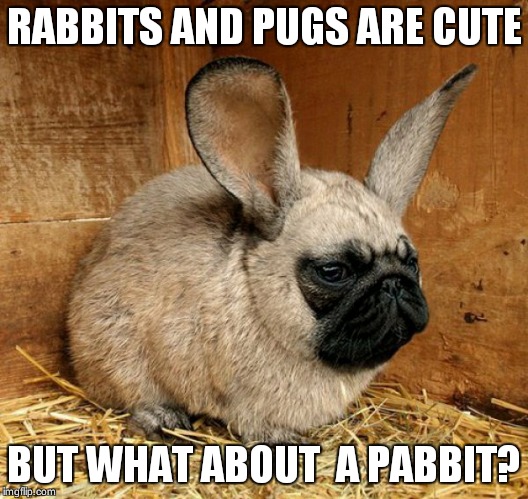 Rabbit pug | RABBITS AND PUGS ARE CUTE; BUT WHAT ABOUT  A PABBIT? | image tagged in rabbit pug | made w/ Imgflip meme maker