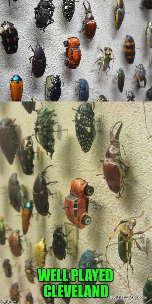 Spotted in the entomology exhibit-beep-beep | WELL PLAYED CLEVELAND | image tagged in bugs,beetles,cleveland museum | made w/ Imgflip meme maker