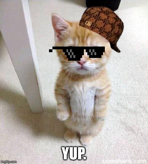 Cute Cat | YUP. | image tagged in memes,cute cat | made w/ Imgflip meme maker