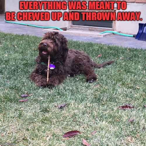 Dog chewing stick | EVERYTHING WAS MEANT TO BE CHEWED UP AND THROWN AWAY. | image tagged in dog chewing stick | made w/ Imgflip meme maker