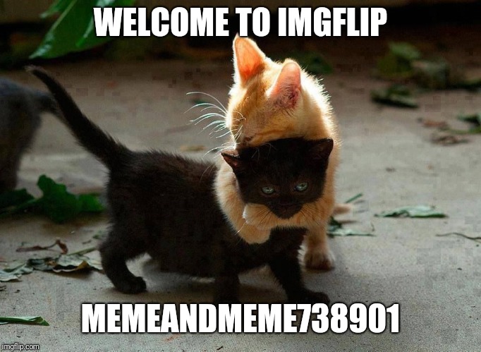 kitten hug | WELCOME TO IMGFLIP MEMEANDMEME738901 | image tagged in kitten hug | made w/ Imgflip meme maker