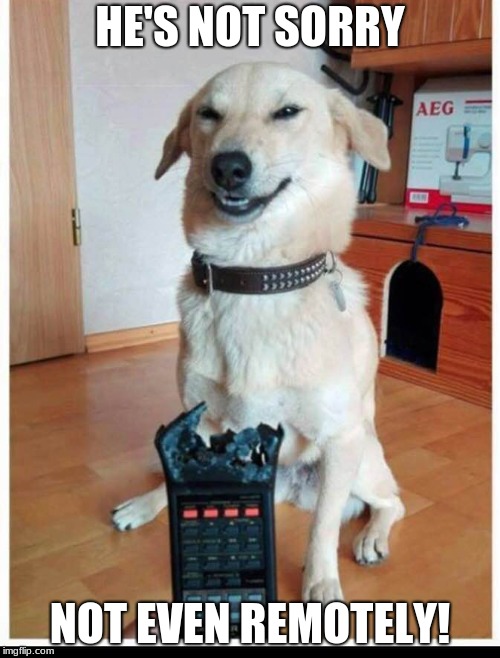 He actually looks proud! | HE'S NOT SORRY; NOT EVEN REMOTELY! | image tagged in bad dog,remote control,funny,memes | made w/ Imgflip meme maker