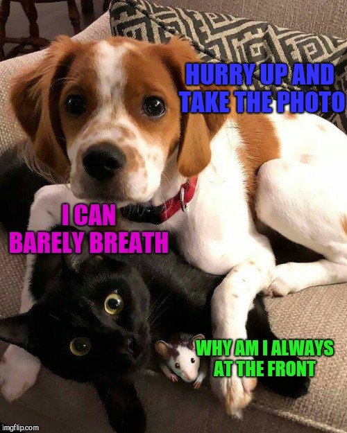 When you get forced to be in a family photo | HURRY UP AND TAKE THE PHOTO; I CAN BARELY BREATH; WHY AM I ALWAYS AT THE FRONT | image tagged in cat,dog,mouse,family photo | made w/ Imgflip meme maker