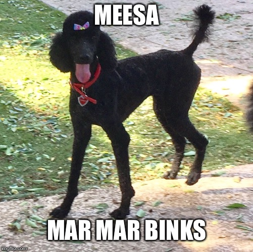 Marley Poodle |  MEESA; MAR MAR BINKS | image tagged in marley poodle | made w/ Imgflip meme maker