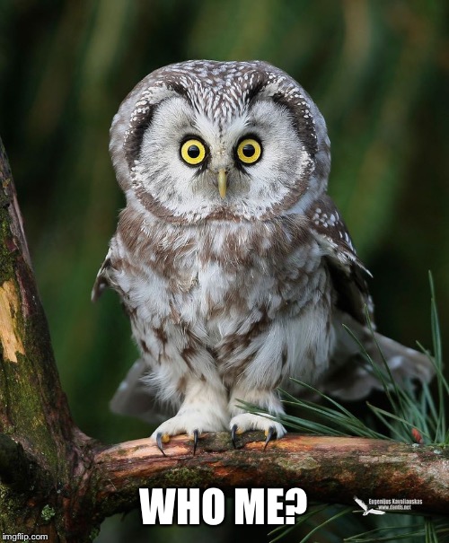 Owl | WHO ME? | image tagged in owl | made w/ Imgflip meme maker