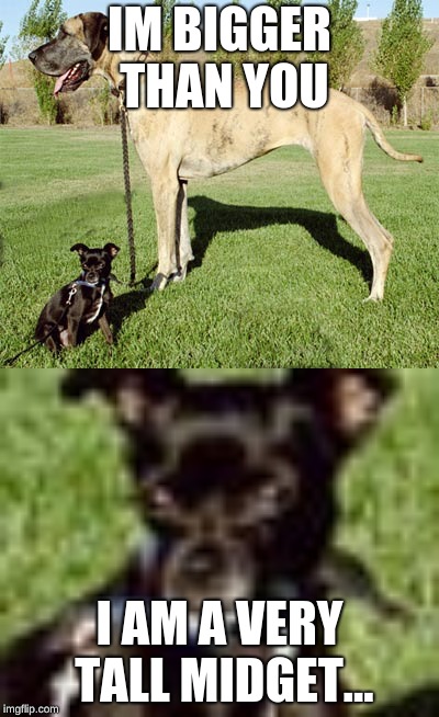 When you meet a very confident dog. | IM BIGGER THAN YOU; I AM A VERY TALL MIDGET... | image tagged in funny,animals | made w/ Imgflip meme maker