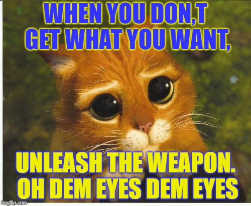 eyes | WHEN YOU DON,T GET WHAT YOU WANT, UNLEASH THE WEAPON. OH DEM EYES DEM EYES | image tagged in cats | made w/ Imgflip meme maker