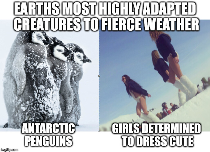 I salute their hearty fortitude! | EARTHS MOST HIGHLY ADAPTED CREATURES TO FIERCE WEATHER; ANTARCTIC PENGUINS; GIRLS DETERMINED TO DRESS CUTE | image tagged in penguins,cute,sexy women,evolution,cold weather | made w/ Imgflip meme maker