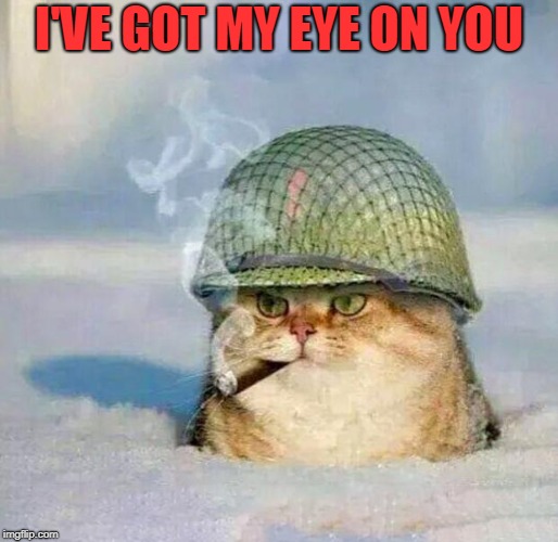 War Cat | I'VE GOT MY EYE ON YOU | image tagged in war cat | made w/ Imgflip meme maker