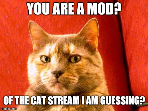Suspicious Cat Meme | YOU ARE A MOD? OF THE CAT STREAM I AM GUESSING? | image tagged in memes,suspicious cat | made w/ Imgflip meme maker