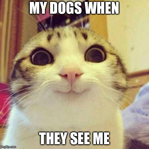 Smiling Cat Meme | MY DOGS WHEN; THEY SEE ME | image tagged in memes,smiling cat | made w/ Imgflip meme maker