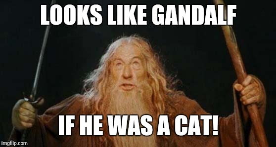 gandalf | LOOKS LIKE GANDALF IF HE WAS A CAT! | image tagged in gandalf | made w/ Imgflip meme maker