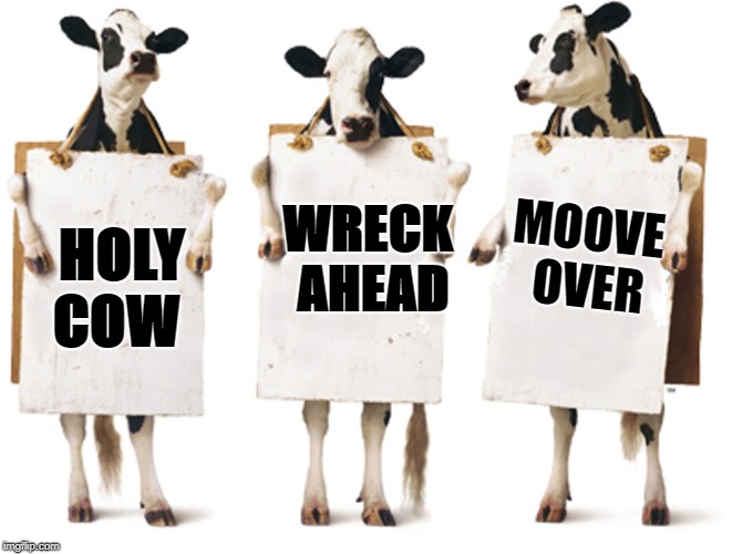 Chick-fil-A 3-cow billboard | MOOVE OVER; WRECK AHEAD; HOLY 
COW | image tagged in chick-fil-a 3-cow billboard | made w/ Imgflip meme maker