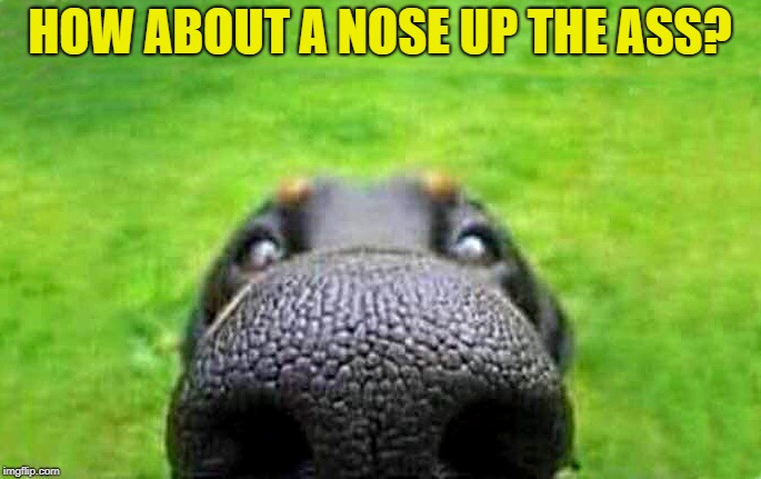 upvote | HOW ABOUT A NOSE UP THE ASS? | image tagged in upvote | made w/ Imgflip meme maker