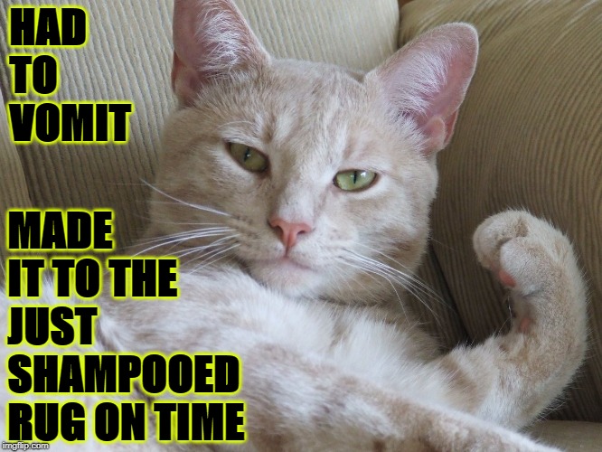 HAD TO VOMIT; MADE IT TO THE JUST SHAMPOOED RUG ON TIME | image tagged in success cat | made w/ Imgflip meme maker