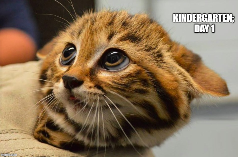 Scary Fear Cat | KINDERGARTEN; DAY 1 | image tagged in scary fear cat | made w/ Imgflip meme maker