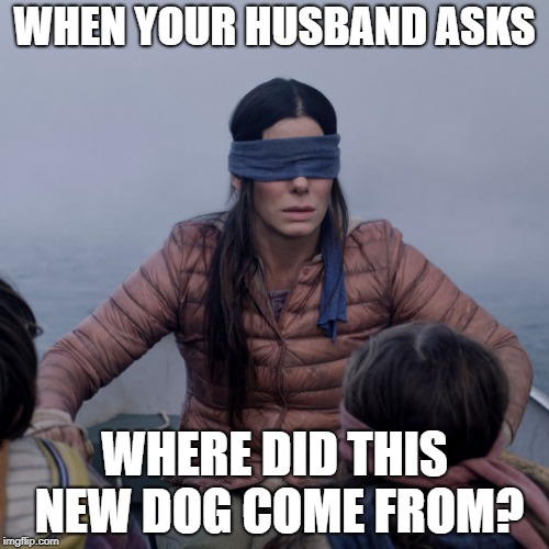 Bird Box Meme | WHEN YOUR HUSBAND ASKS; WHERE DID THIS NEW DOG COME FROM? | image tagged in bird box | made w/ Imgflip meme maker