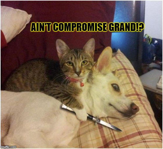 Warning killer cat | AIN'T COMPROMISE GRAND!? | image tagged in warning killer cat | made w/ Imgflip meme maker