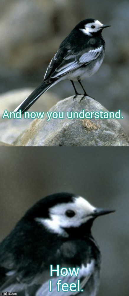 Clinically Depressed Pied Wagtail | And now you understand. How I feel. | image tagged in clinically depressed pied wagtail | made w/ Imgflip meme maker