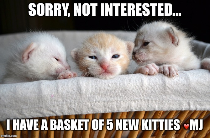 Basket of kitties | SORRY, NOT INTERESTED... I HAVE A BASKET OF 5 NEW KITTIES ❤️MJ | image tagged in kittens,kitties,basket,the most interesting cat in the world | made w/ Imgflip meme maker
