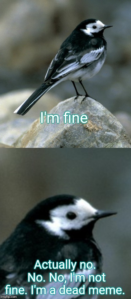 Clinically Depressed Pied Wagtail | I'm fine Actually no. No. No, I'm not fine. I'm a dead meme. | image tagged in clinically depressed pied wagtail | made w/ Imgflip meme maker