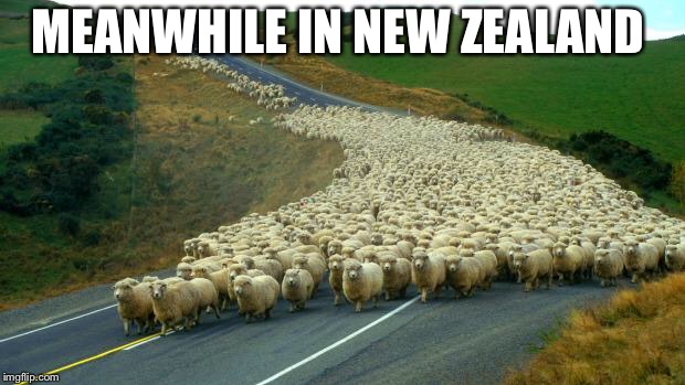 sheep | MEANWHILE IN NEW ZEALAND | image tagged in sheep | made w/ Imgflip meme maker
