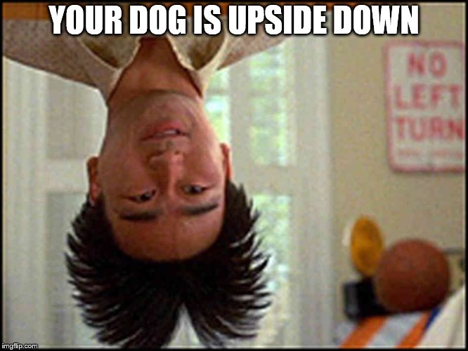 Long Duck Dong (upside down) | YOUR DOG IS UPSIDE DOWN | image tagged in long duck dong upside down | made w/ Imgflip meme maker