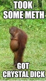 Sad orangutan | TOOK SOME METH; GOT CRYSTAL DICK | image tagged in sad orangutan | made w/ Imgflip meme maker