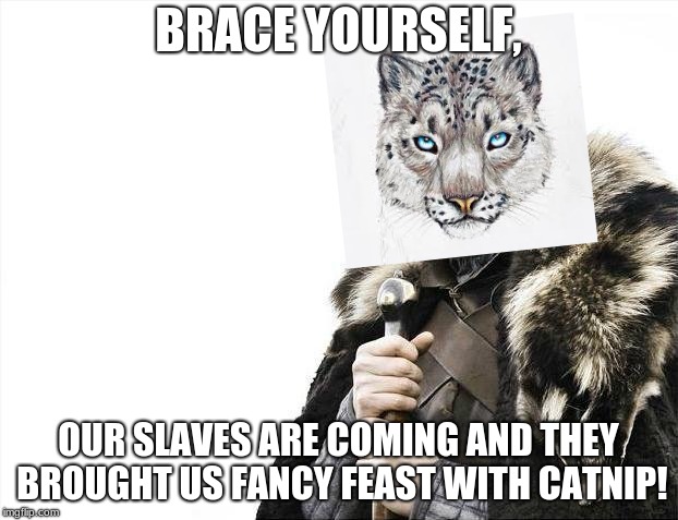 Brace Yourselves X is Coming Meme | BRACE YOURSELF, OUR SLAVES ARE COMING AND THEY BROUGHT US FANCY FEAST WITH CATNIP! | image tagged in memes,brace yourselves x is coming | made w/ Imgflip meme maker