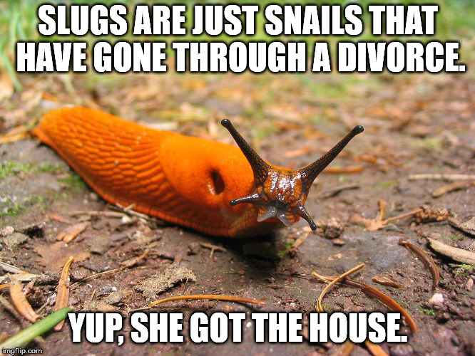 SLUGS ARE JUST SNAILS THAT HAVE GONE THROUGH A DIVORCE. YUP, SHE GOT THE HOUSE. | image tagged in slug,divorce | made w/ Imgflip meme maker