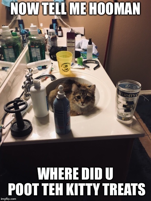Where are the treats? | NOW TELL ME HOOMAN; WHERE DID U POOT TEH KITTY TREATS | image tagged in treats,cats,bathroom | made w/ Imgflip meme maker