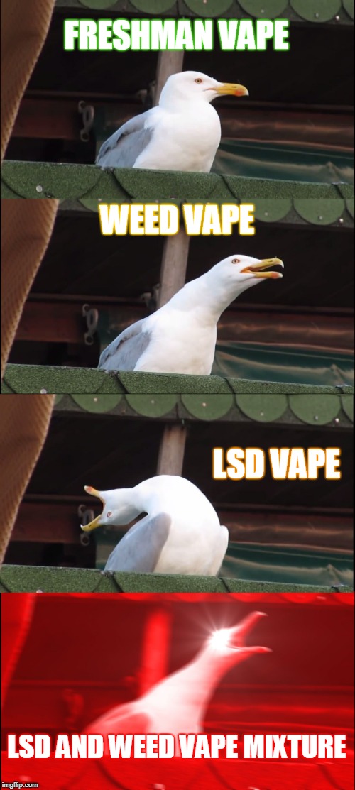 Inhaling Seagull Meme | FRESHMAN VAPE; WEED VAPE; LSD VAPE; LSD AND WEED VAPE MIXTURE | image tagged in memes,inhaling seagull | made w/ Imgflip meme maker