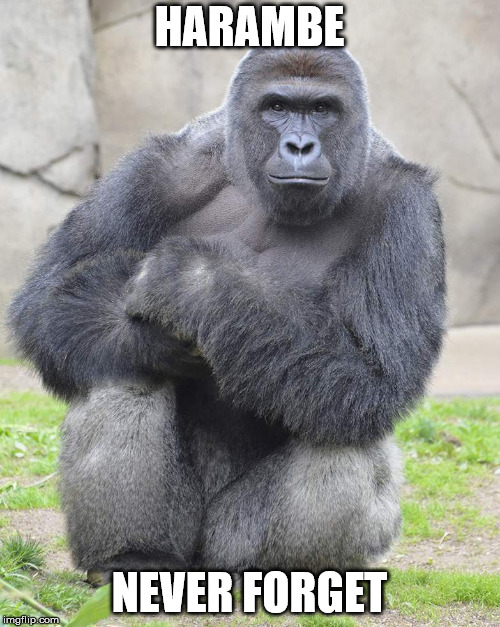 Harambe | HARAMBE NEVER FORGET | image tagged in harambe | made w/ Imgflip meme maker