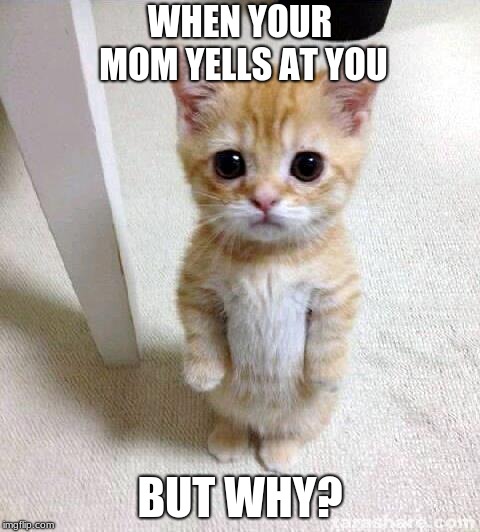 Cute Cat Meme | WHEN YOUR MOM YELLS AT YOU; BUT WHY? | image tagged in memes,cute cat | made w/ Imgflip meme maker